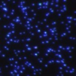 Medical, Optical and Electronic Applications of Silver Nanoparticles