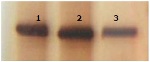 Using Magnetic Silica for Protein and Peptide Isolation