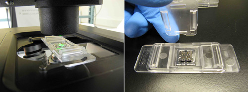 Live Imaging Cell Culture Membranes - CytoVu from Simpore