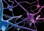 Multitasking Neurons Improve Computational Power of the Brain