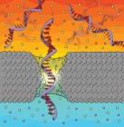 Penn Physicists Use Solid-State Nanopores for Gene Sequencing
