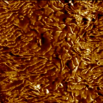Dimension FastScan AFM from Bruker AXS