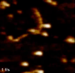 DNA Image at 1 F/S with Dimension FastScan