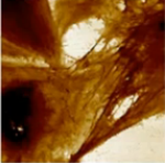 Imaging Live Biological Samples with PeakForce QNM