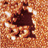 AZoNano - das A bis Z der Nanotechnologie - TappingMode-Bild im Wasser erreichte, nachdem Abbildung 2. Schaden der adsorbierten Schicht vom Kontaktmodusscan gesehen ist, wo Partikel in Cluster gedrückt worden sind und blank Bereiche der Glimmersubstratfläche freilegt. 7μm Scan.