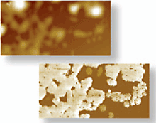 AZoNano - A à Z de Nanotechnologie - Topographie (haut) et images (inférieures) actuelles de CAFM d'un poly-analine film sur un indium étament le substrat d'oxyde. échographie de 2ìm x de 1ìm, échelle actuelle de la PA 200.
