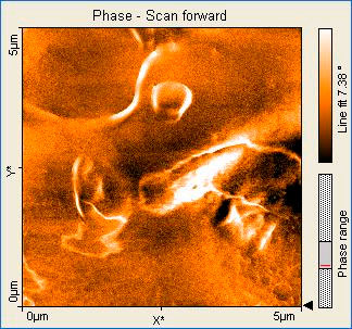 AZoNano - das A bis Z der Nanotechnologie - Stentoberfläche gezeigt im Bild 5x5um des Phasenkontrastes