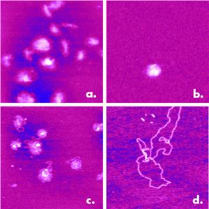 AZoNano - Aet till Z av Nanotechnology - Fyra olika förtätat påstår av DNA från en studie av nonviral genleveransmedel: a) Kondenserat negativt - laddat på NiCl2--treatedmica, b) som negativt Kondenseras - laddat med 0,2 en mm NiCl2, c) som positivt Kondenseras - laddat, D) Noncondensed. Beroende av bildandemekanismen packas rivas upp condensatesna stramt eller litet. 1ìm bildläsningar.