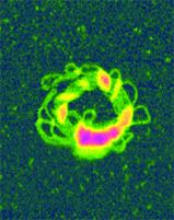 AZoNano - Aet till Z av Nanotechnology - Nonviral genleverans med förtätad DNA och en polymer. Orangeviolet liten kula av polyethyleniminen (PEI), en cationic polymer, stabiliserade cirkulärpackar av guling-gräsplan DNA kretsar i en plasmid för kilobase fem. Unfixed molekylar avbildades i TappingMode i 15mM den salt lösningen.
