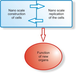 AZoNano - Online Journal of Nanotechnology - Graphical representation of the nanoscale construction and growth of new organs.