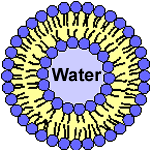 AZoNano, Nanotechnology - This diagram shows the lipid bilayer in a liposome, enclosing an aqueous core.