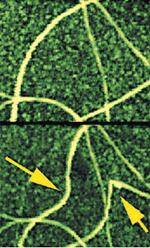 AZoNano - The A to Z of Nanotechnology - AFM in-plane nanomanipulation uses the AFM probe to image, manipulate nanometer-scale objects (carbon nanotubes), and image again to see the results