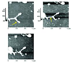 AZoNano - A aan Z van Nanotechnologie die - een uiteinde AFM Gebruiken om plasmide te snijden