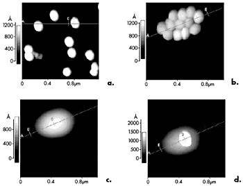 AZoNano - A aan Z van Nanotechnologie - Opeenvolging van beelden AFM die de bouw van een 3D nanostructure tonen: a) deponeerde willekeurig deeltjes, B) na manipulatie, c) na het sinteren bij 160 ± 2ºC 10 minuten, D) nadat één enkel die deeltje `' bovenop het eiland wordt geduwd is.