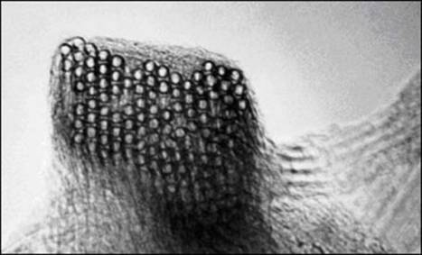 AZoNanotechnology - The A to Z of Nanotechnology - Bucktyube ropes