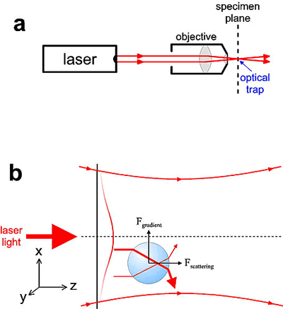 AZoNano, Nanotechnology - Diagram showing the principles of how optical tweezers work.