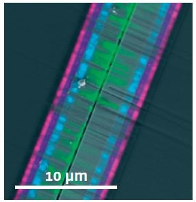 Hyperspectral mapping of different layers in a cross section of a GaN/AlGaN hetero structure.