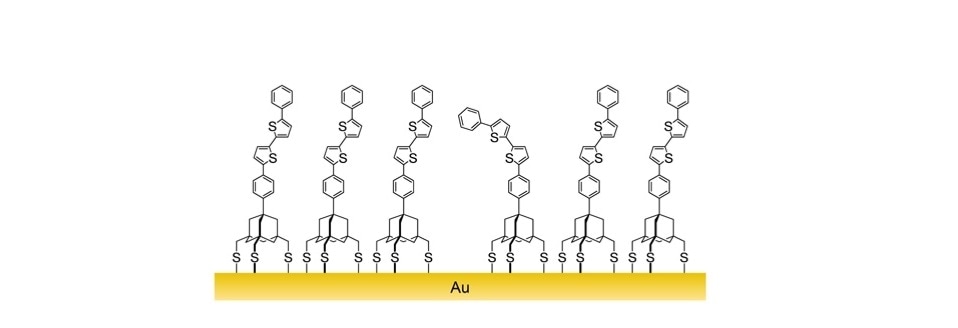 Diagram of a layer of sulphur based organic ligands assembling on a gold surface.