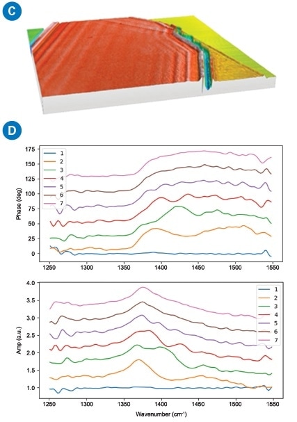 (a) AFM height image shows homogeneous hBN surface with different layers on a Si substrate; (b) s-SNOM amplitude shows strong interference fringes due to propagating SPhP along the surface on hBN; (c) s-SNOM phase shows a different phase signal with layer thickness; and (d) nano FTIR spectra of hBN.