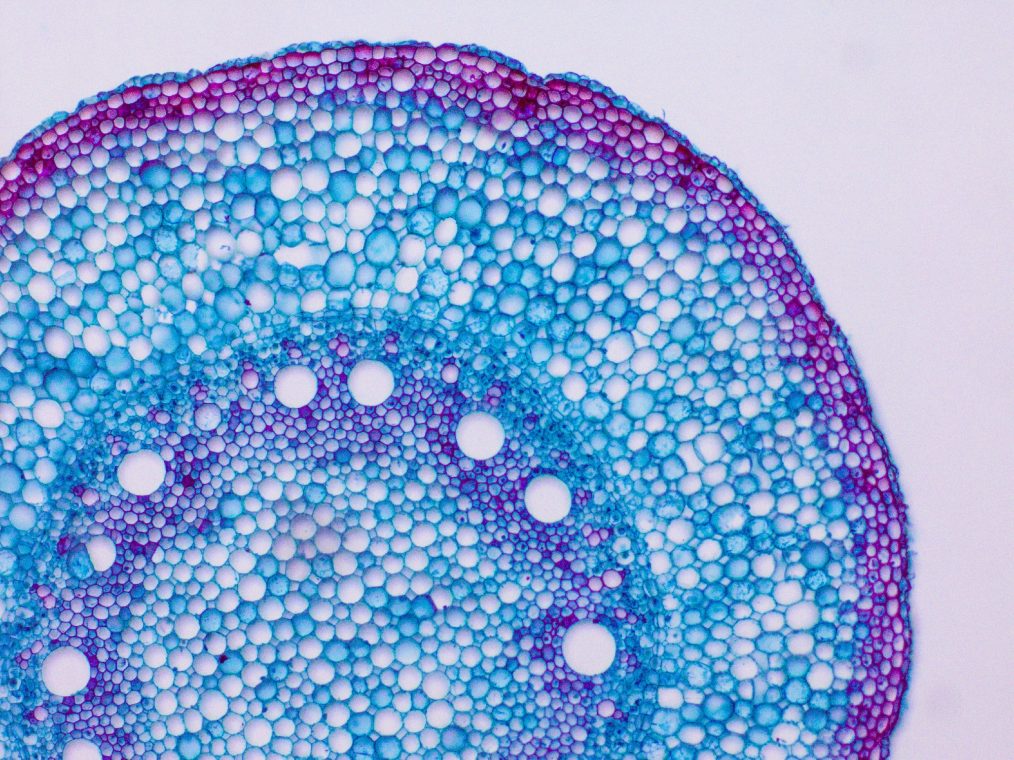 Internal structure of corn plant, dyed with blue and purple to highlight different key structures