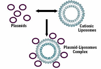 Cationic liposomes (positively charged) are complexed with DNA (plasmids)