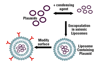 Condensing plasmids to enable optimum encapsulation in anionic liposomes.