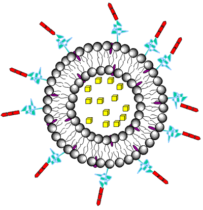 Drug encapsulation in liposomes.