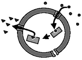 A polymer-stabilized nanoreactor with the encapsulated enzyme.