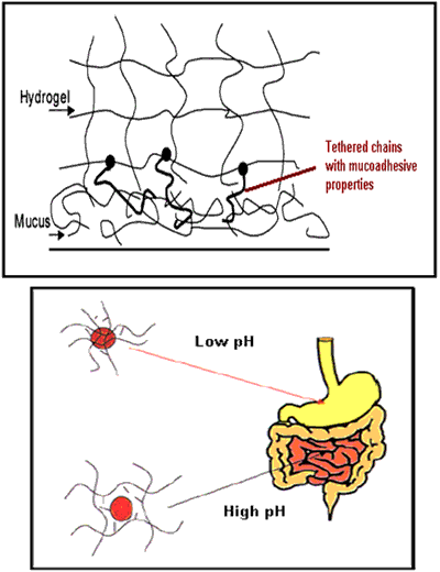 Pegylated and pH sensitive micro- or nanogels.