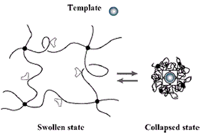 The volume phase transition of the hydrogel -induced by an external stimuli (e.g., a change in pH, temperature or electrical field) modifies the relative distance of the functional groups inside the imprinted cavities. This alters their affinity for the template.