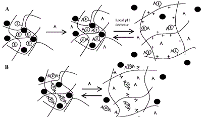 (A) Induced Swelling - As analyte (A) binds, the enzymatic reaction (E denotes covalently attached enzyme) produces a local pH decrease. For the cationic hydrogel, which is weakly basic, the result is ionization, swelling, and release of drug, peptide, or protein (filled circle). When A decreases in the bulk concentration, the gel shrinks. (B) Loss of Effective Cross-links - Analyte competes for binding positions with the protein (P). As free analyte binds to the protein, effective cross-links are reversibly lost and release occurs.