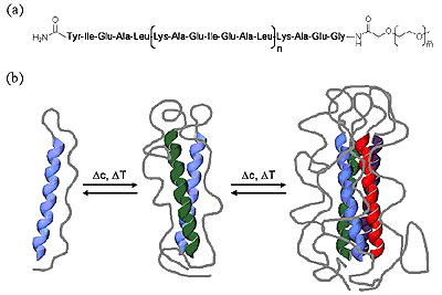 Bioconjugates.