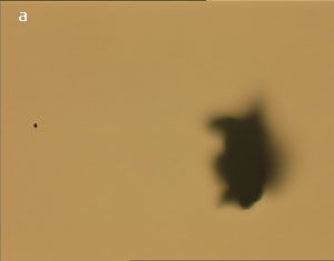 Dispersion of carbon nanotubes using optical tweezer cum microdissection combi system (field of view 80µm).
