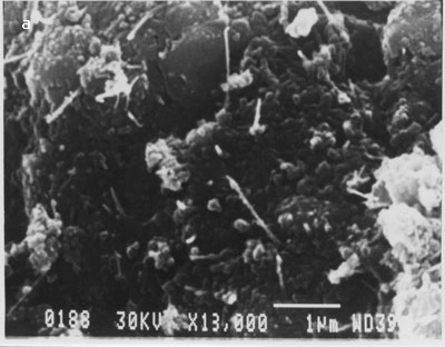 Multi-walled carbon nanotubes bound on silicon surface without their dispersion using optical tweezers.
