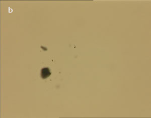 Dispersion of carbon nanotubes using optical tweezer cum microdissection combi system (field of view 80µm).