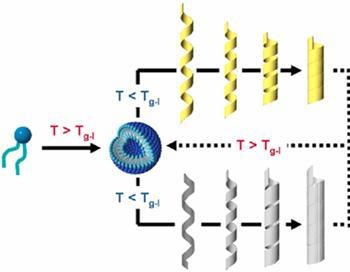 AZoNano - The A to Z of Nanotechnology - A morphological transformation mechanism of amphiphilic molecular assemblies, first forming spherical assemblies, then going through helical assemblies, and finally resulting in nanotube-like structures in water.