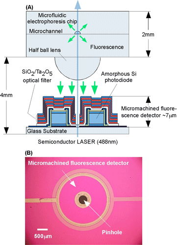 AZoNano - The A to Z of Nanotechnology - (A) Cross-sectional view of a microfluidic biochip measuring system with the micromachined fluorescence detector we have developed. (B)  Top view of the fluorescence detector. he laser and the micromachined fluorescence detector has coaxial configuration while placed in the same side against microfluidic electrophoresis chip. A semiconductor laser is used for excitation.