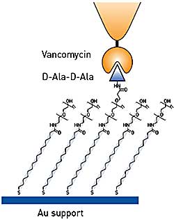 Testing binding specificity of functionalized AFM tips using model substrates