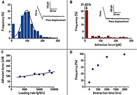 Single-molecule force spectroscopy of the vancomycin/D-Ala-D-Ala interaction on synthetic support. Gold tips are functionalized with bis(vancomycin) cysteamide while gold supports terminated with OEG and OEG propionic acid moieties are covalently reacted with D-Ala-D-Ala peptides. (A) Representative force curve and adhesion histogram (n = 978) obtained in PBS buffer between a vancomycin tip and a D-Ala-D-Ala support, with a high reproducibility. (B) Control experiment achieved with free D-Ala-D-Ala peptides showing a dramatic decrease of adhesion frequency. (C) Plot of the adhesion force as a function of the logarithm of the loading rate during the retraction, while keeping constant the interaction time and the approach speed (100 measurements for each data point). (D) Plot of the adhesion frequency as a function of the interaction time while keeping constant the approach and the retraction speed (100 measurements for each data point).
