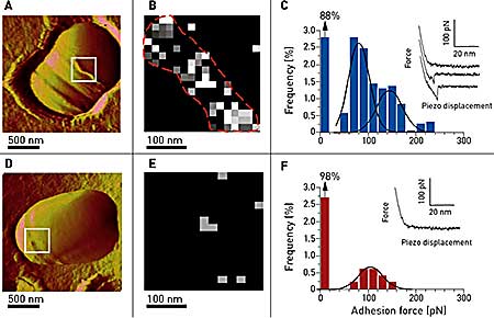 Imaging and probing of D-Ala-D-Ala sites on living bacteria. (A) AFM image showing a single wt Lactococcus latics in versalia cell trapped into a porous polymer membrane especially adapted for non-invasive and in situ imaging during a division process. The septum area as well as ring-like structures are thought to be rich in newly synthesized peptidoglycan (white box). (B, C) Adhesion cartography and adhesion force histogram (n = 1536) with representative force curves recorded between vancomycin tips and the living bacterium in the septum area. (D, E, F) Same experiments carried out on a mutant bacterium exhibiting D-Ala-D-Lac endings instead of D-Ala-D-Ala, resulting in a spectacular reduction of the unbinding events, both on the adhesion mapping and on the histogram.