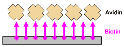 Schematic of the formation of the biotin-avidin complex