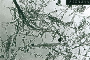 A TEM image of our Short SWNTs 90wt% 1-2nm OD, CNTs