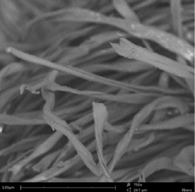 Cutting fibers by a knife will be different from cutting with a pair of scissors. Also gunshots will damage the fibers in a specific way. This image shows fibers cut by a knife.