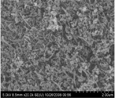 SEM image of CNTC