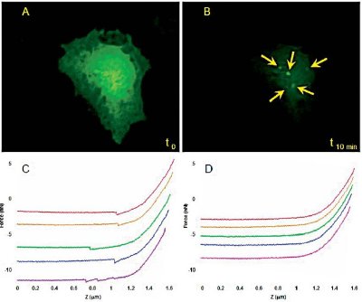 Correlating fluorescence imaging and AFM force measurements. The AFM tip was tagged with a DA analog to follow the location of YFP-tagged D1-receptors before and after applying free DA. Before stimulation by DA, receptors are cell membrane-bound and thus, fluorescence is distributed all over the cell surface (A) and force curves exhibit a high percentage of specific unbinding events (C). 10 minutes after DA application, all the fluorescence is concentrated into small dots (B) and no specifi c events are recorded in force volume proving that all the receptors have been internalized into the cytosol.