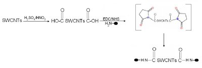 Biofunctionalization of SWCNTs by carboxylation and amidation employing cross-linkers.