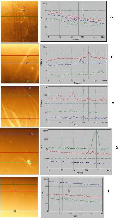 AFM topography of SWCNT: a) pristine b) carboxylated c) acylated d) amidated (conventional method) and e) amidated (two-step method).