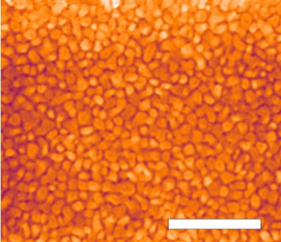 Coloured Scanning Electron Micrograph of evaporated gold thin film before electro-deposition. Scale bar 500nm (Image processed colour applied).