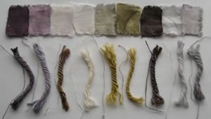 Use of gold nanoparticles to colour merino woo