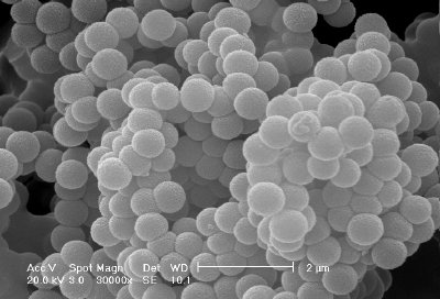 Hollow Silica Shells